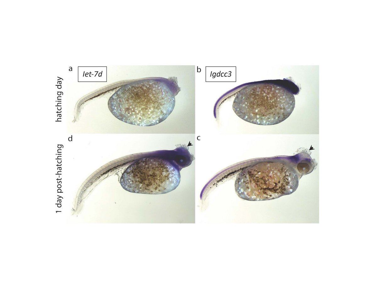 Researchers found an increased activity of microRNA in young fish one day after they hatched. Image credit: Universität Konstanz