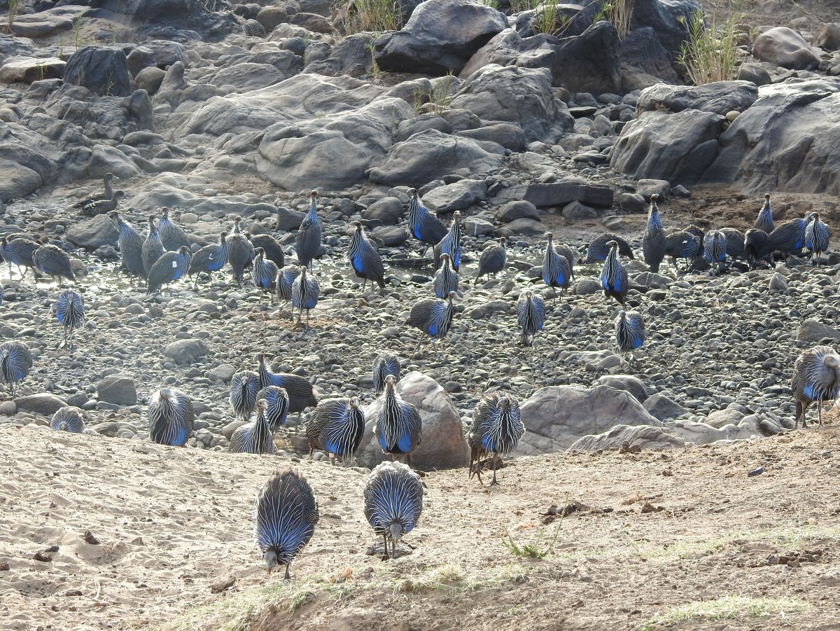 Groups of vulturine guineafowl can become very large, and when multiple groups come into contact the number of birds moving together can reach into the hundreds. However, when these ‘super-groups’ eventually split, they do so back into their original stable group units, meaning that individuals are knowledgeable about who is part of their group and who is not. Image credit: Danai Papageorgiou