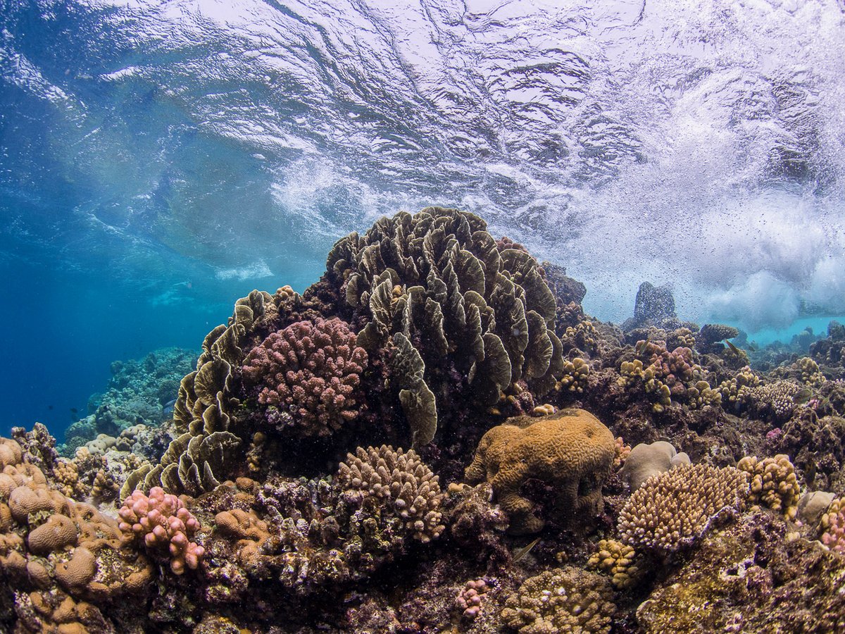 A shallow coral reef in the Central Red Sea. Copyright: Anna Roik