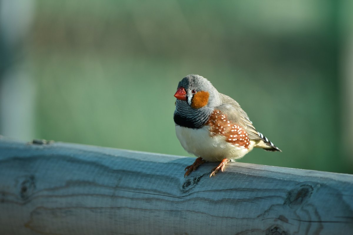 Zebra finch, a bird species that naturally lives in social colonies