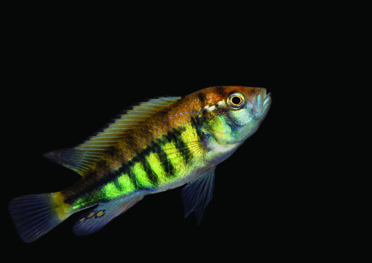 A Pundamilia nyererei fish from Lake Victoria that has been altered using CRISPR-Cas as “gene scissors”. The fish demonstrates horizontal stripes on its flank as a result of the genetic alteration.