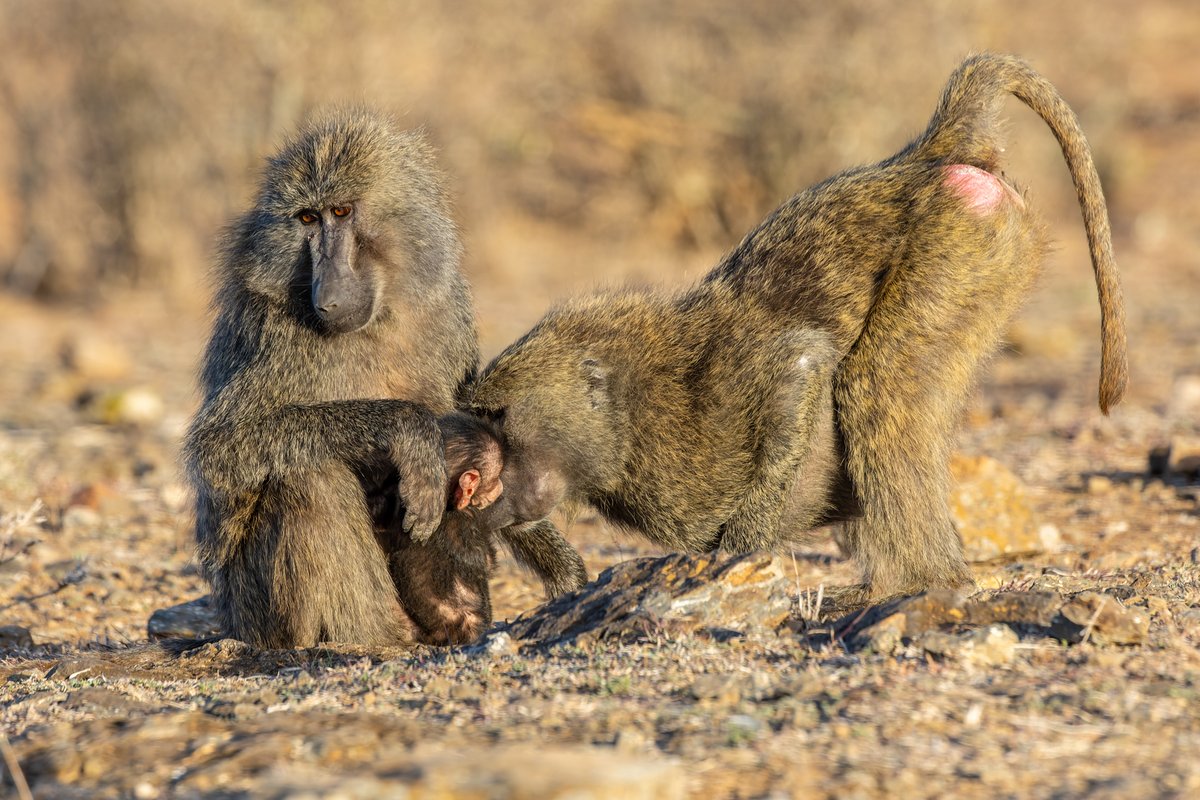 baboon mother, baby, and female