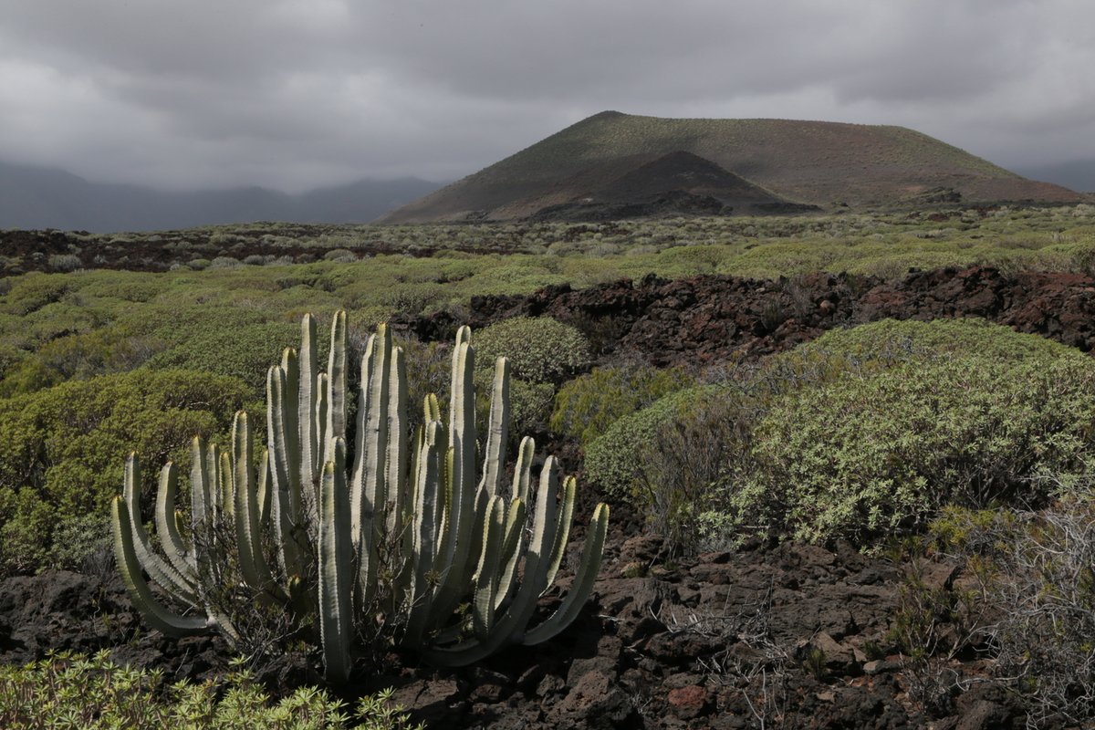 It isn’t just differences in climate and geology, but also the availability of symbionts such as the mycorrhizal fungus, that influence plant diversity at different locations, for example on the dry east coast of Tenerife. Photo: Holger Kreft