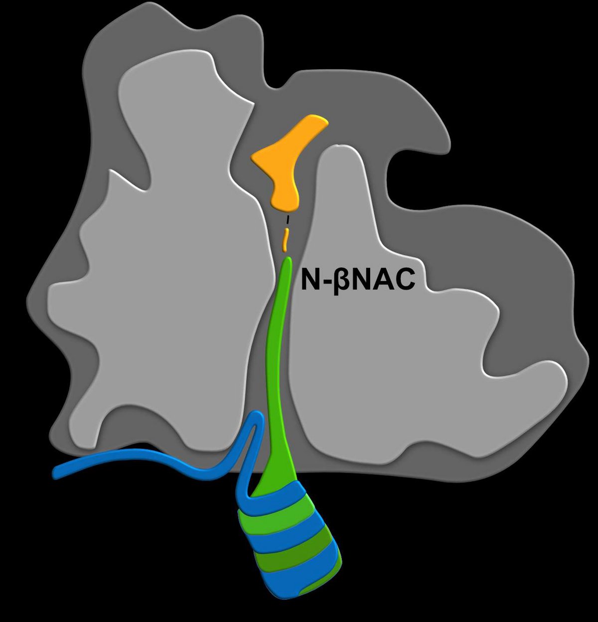 Die Ribosomenbindung von NAC wird von einem regulatorischen Arm (N-αNAC, blau), der ans Ribosom bindet, und einer Domäne (N-βNAC, grün), die Translationsaktivität wahrnehmen kann, reguliert. N-βNAC erkennt kurze naszierende Ketten bereits tief im ribosomalen Tunnel nahe des Peptidyl-Transferase-Zentrums (orange), wo Aminosäuren zu Proteinen zusammengesetzt werden. Es wird angenommen, dass der Tunnel-Sensormechanismus von NAC übergeordnete kotranslationale Proteinfaltungs- und Transportprozesse in der Zelle steuert. Copyright: Martin Gamerdinger