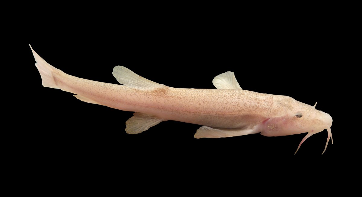 Cave fish from the Danube-Aach underground karst system in Southern Germany Photo: University of Konstanz