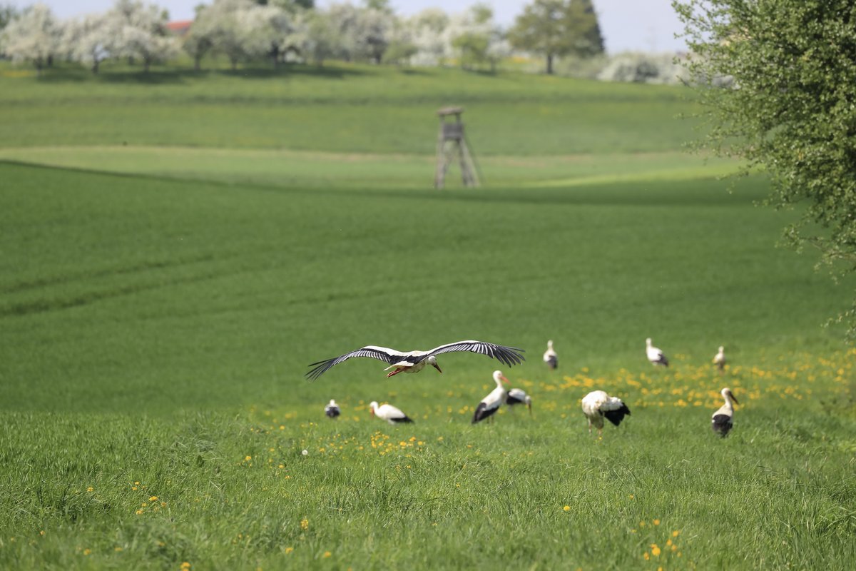Stork flying towards a group of white storks in the field.  Photo: Christian Ziegler. Copyright: MaxCine, Max Planck Institute for Ornithology in Radolfzell