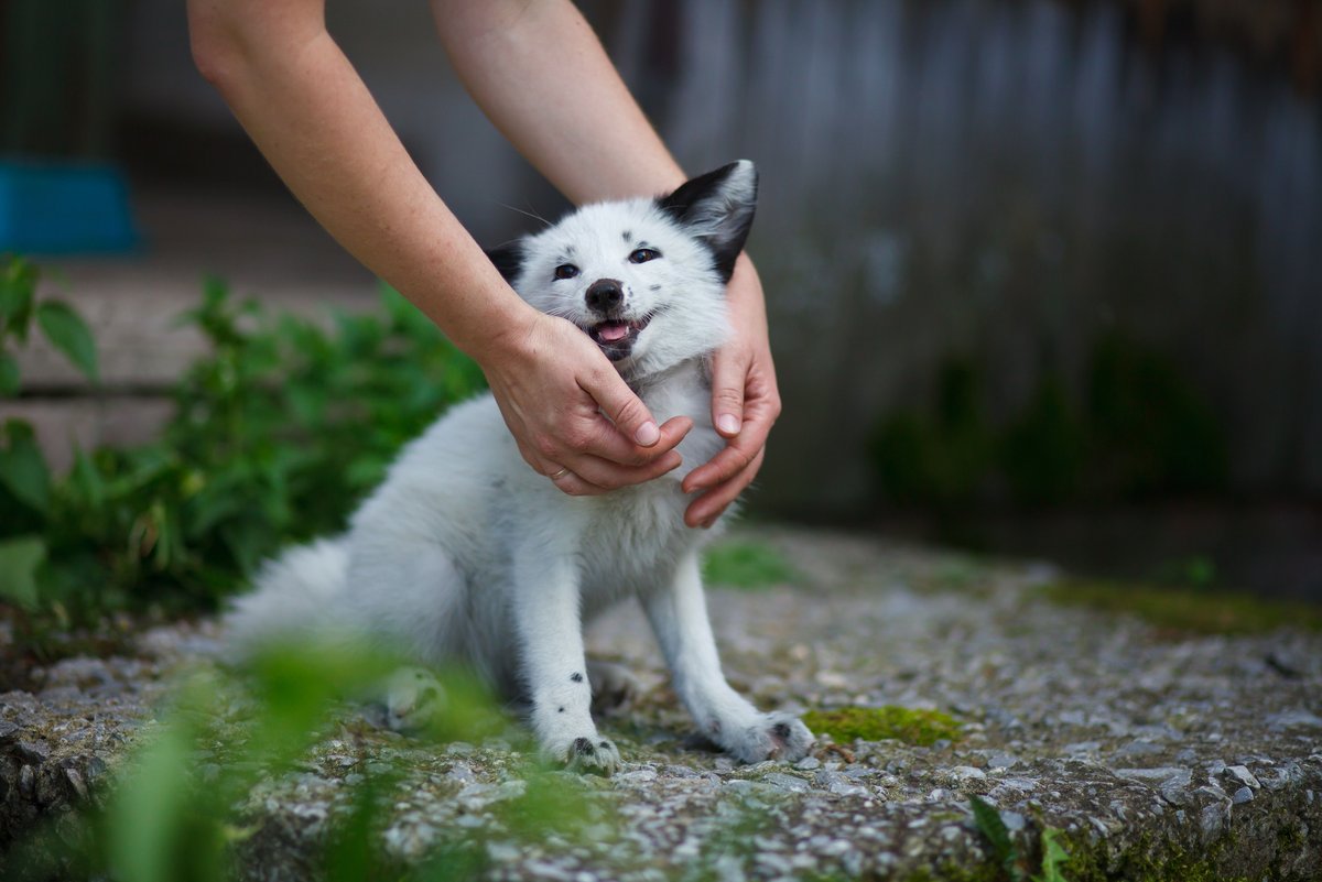 A three-month-old fox enjoys a pat from its human carer. This docile, friendly fox is the result of a 60-year breeding experiment at the Institute of Cytology and Genetics, in Novosibirsk, Siberia. Copyright: The Institute of Cytology and Genetics, Novosibirsk, Russia