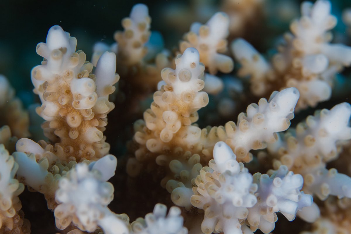A colony of Acropora sp. In the Central Red Sear. Copyright: Anna Roik