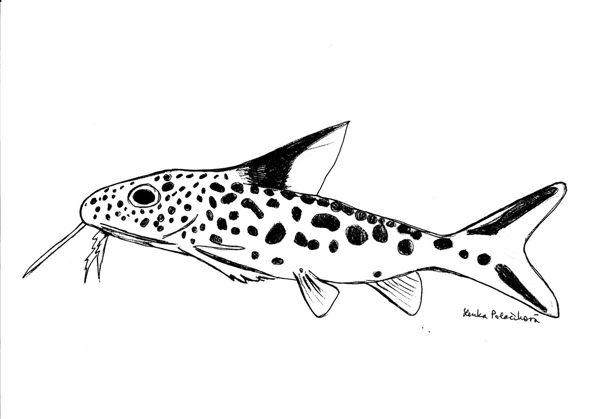 Drawing of the African cuckoo catfish (Copyright: Institute of Vertebrate Biology, Brno (Czech Republic))