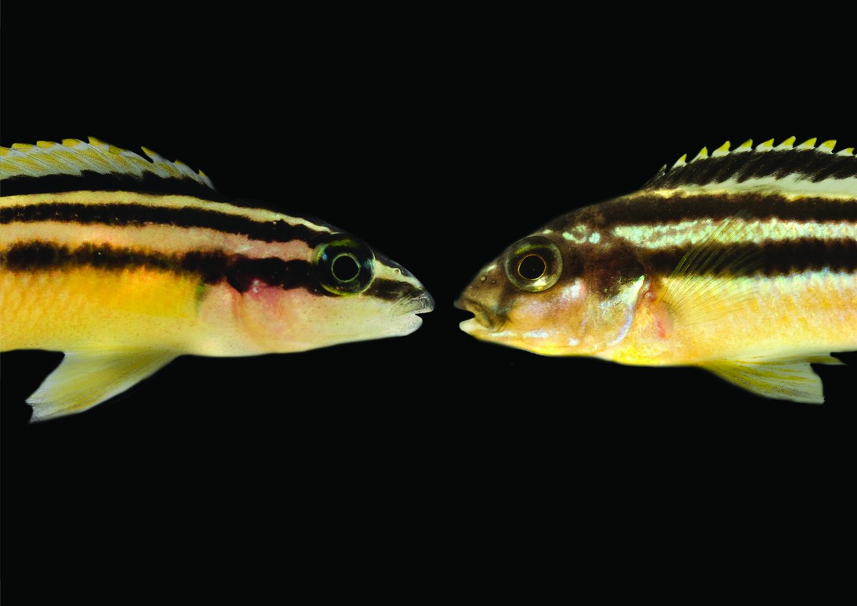 Two surprisingly similar fish with their characteristic horizontal stripes. They are only distantly related to each other and thus provide a good example of repeating (convergent) evolution: Julidochromis ornatus (Lake Tanganjika, left) and Melanochromis auratus (Lake Malawi, right.