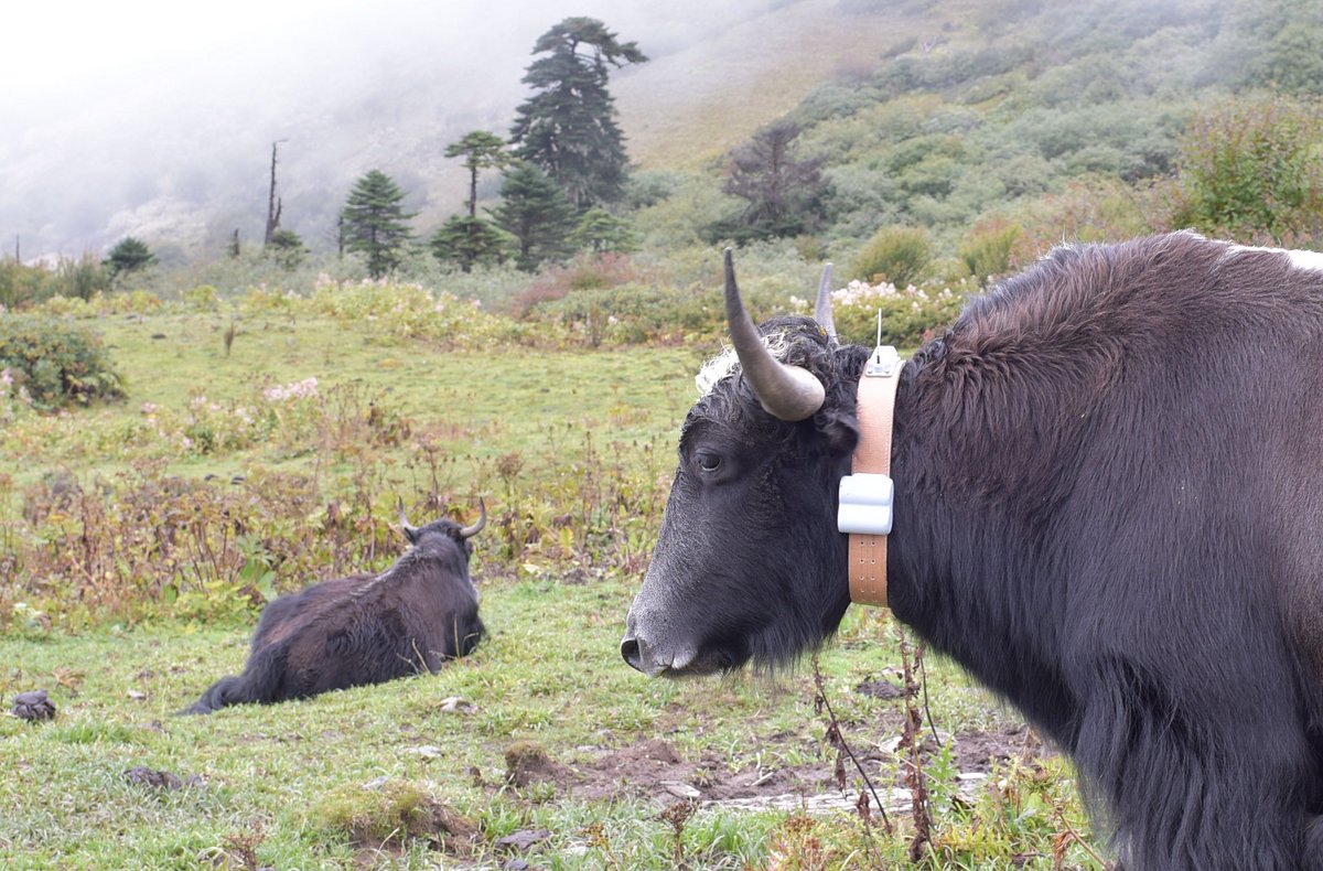 yak from Bhutan