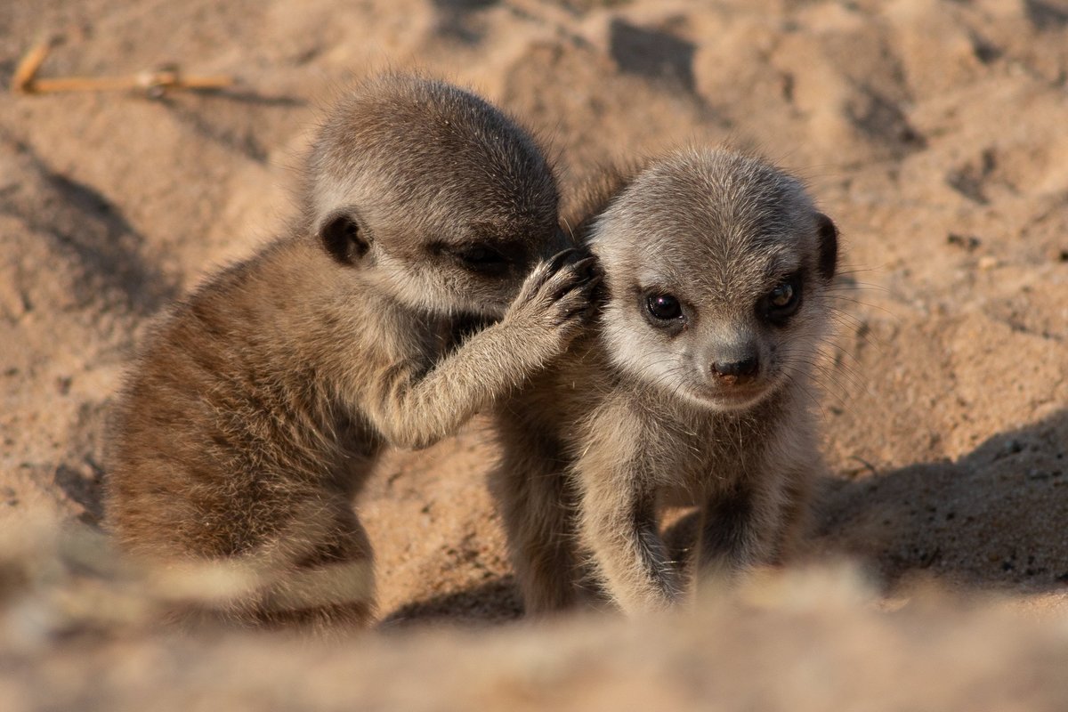 Two meerkats. One seems to speek into the ear of the other one. 