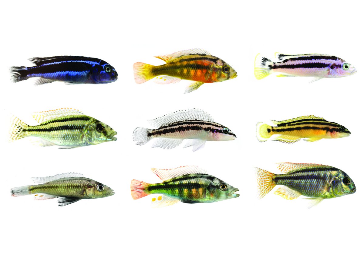 Colourful cichlids with horizontal stripes living in the large African lakes Malawi, Victoria and Tanganjika illustrate the repeating (convergent) process of evolution.
