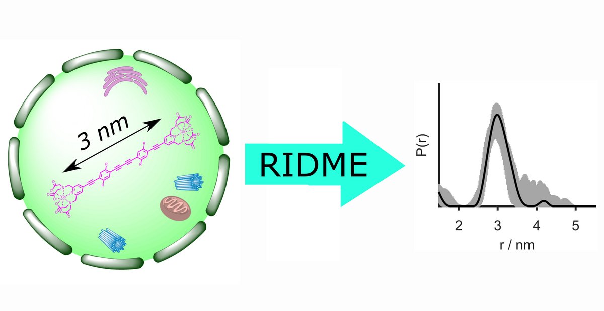 In-cell distance determination by EPR reveals essential structural information about biomacromolecules under native conditions. For the first time, the pulsed EPR technique RIDME (relaxation induced dipolar modulation enhancement) was utilized for distance measurements inside cells. It provides a five-times improved sensitivity as compared to the previously used double electron-electron resonance approach. Copyright: Research group Professor Malte Drescher, University of Konstanz