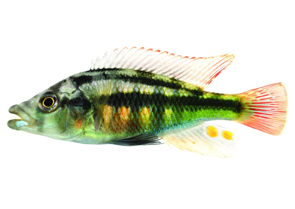The especially colourful Haplochromis chilotes fish from Lake Victoria exhibits both horizontal and vertical stripes.