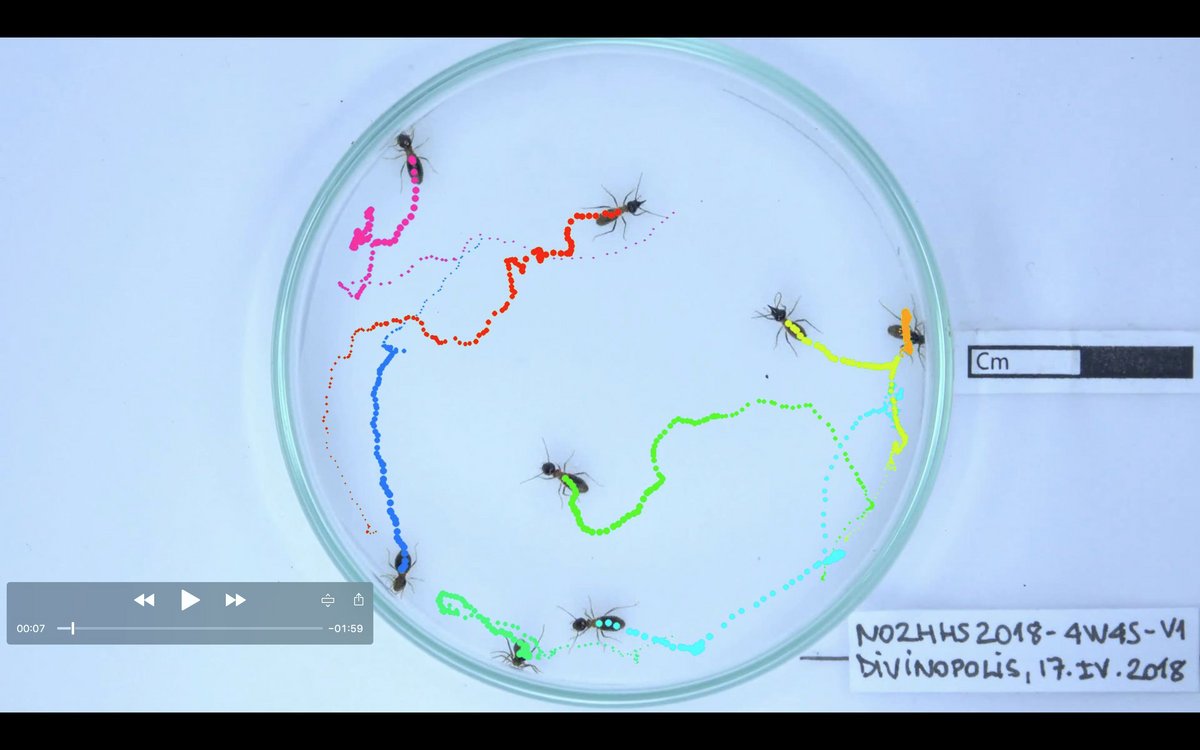 The figure shows a group of eight termites, four soldiers and four workers, exploring a circular arena. The tracks can later be used to calculate group level summary statistics such as polarisation and rotation. Code for this is also available on the corresponding example notebook. Copyright: Helder Hugo dos Santos