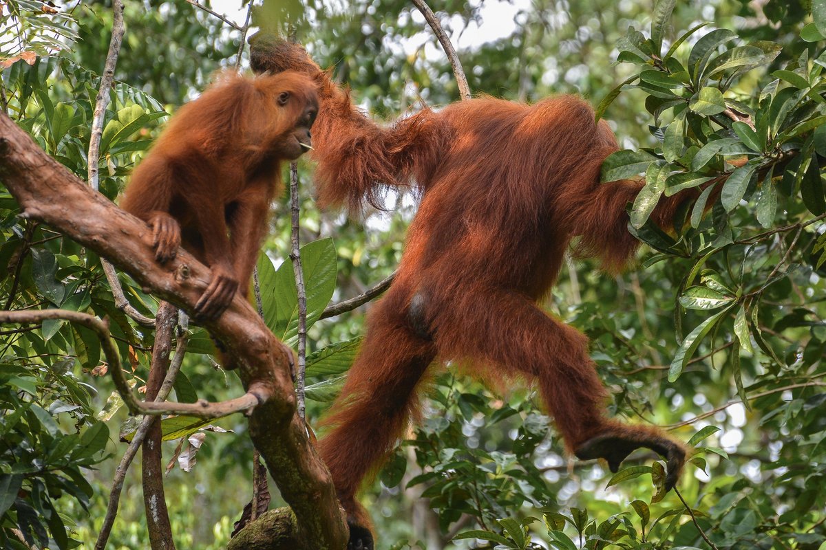 two orangutans in trees