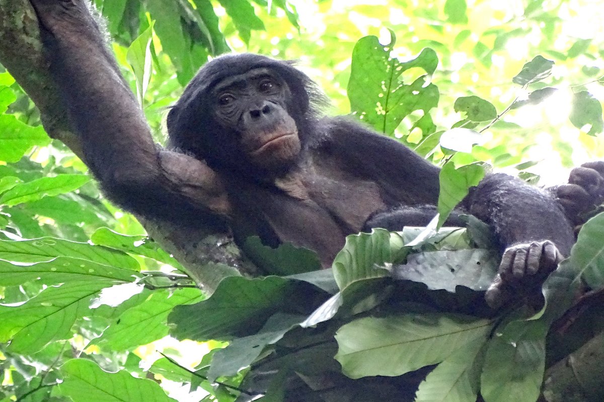 Bonobo in a sleeping nest