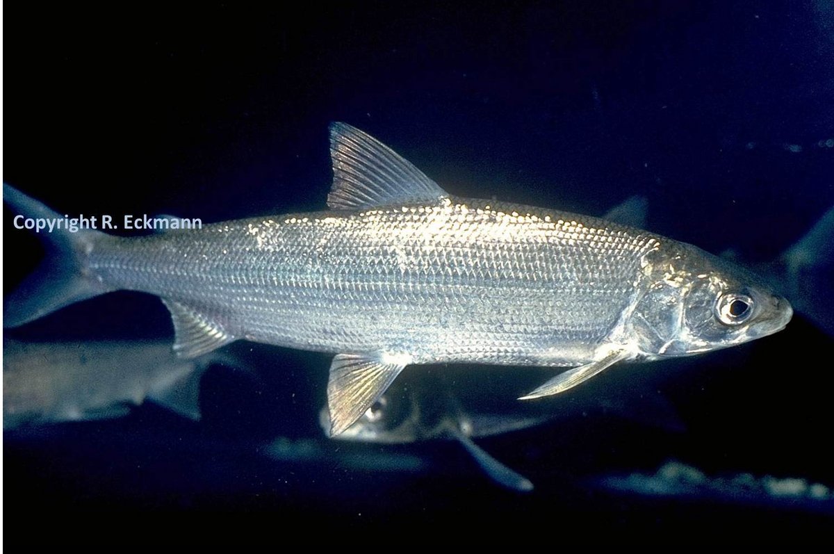 European whitefish from Lake Constance. Photo: Reiner Eckmann