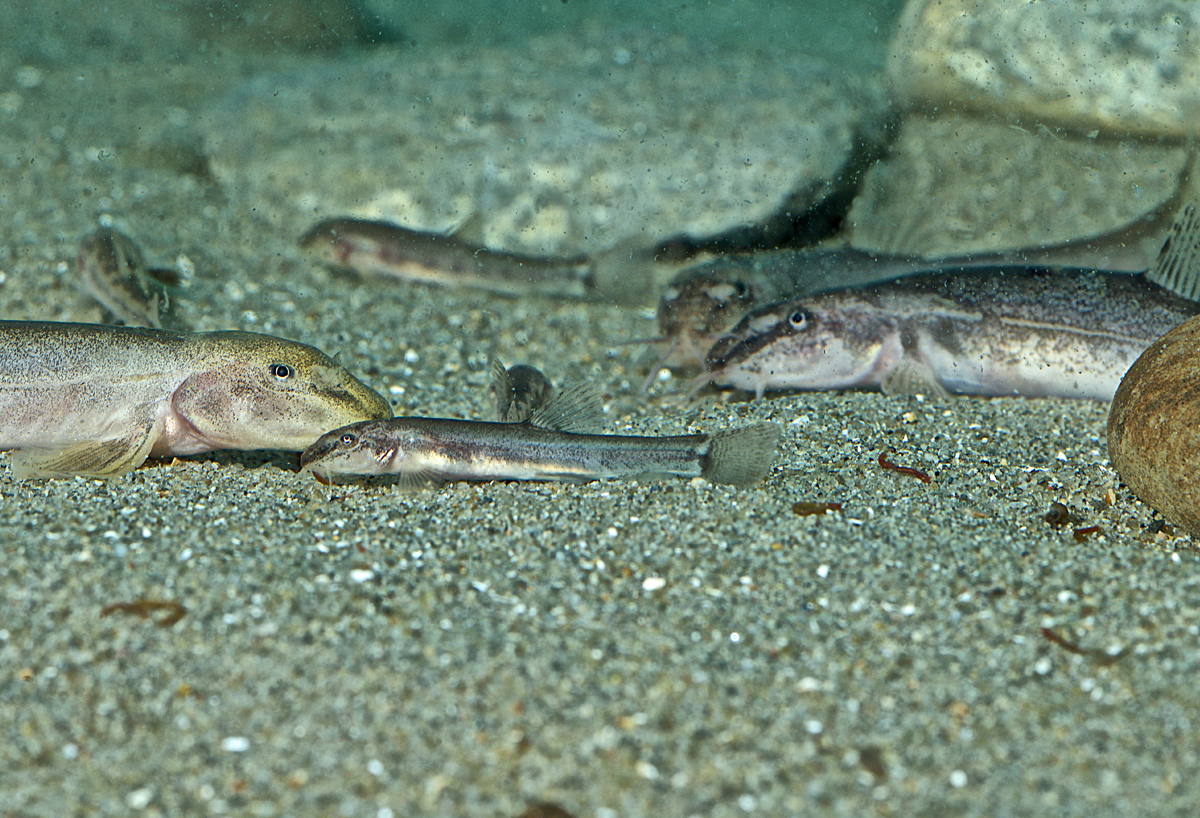 Junge Höhlenfische, geboren im Juni 2018 am Limnologischen Institut der Universität Konstanz, schwimmen mit erwachsenen Tieren im Aquarium. 