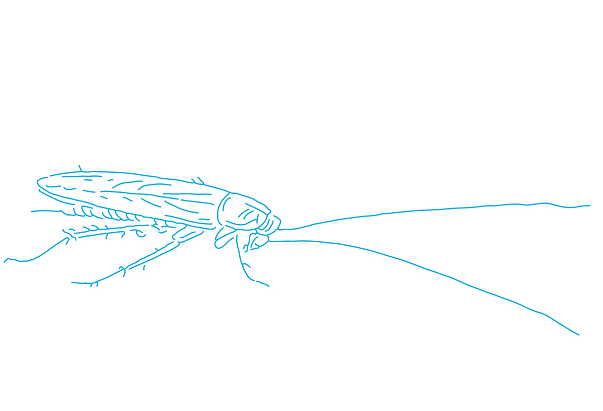 Drawing of an American cockroach