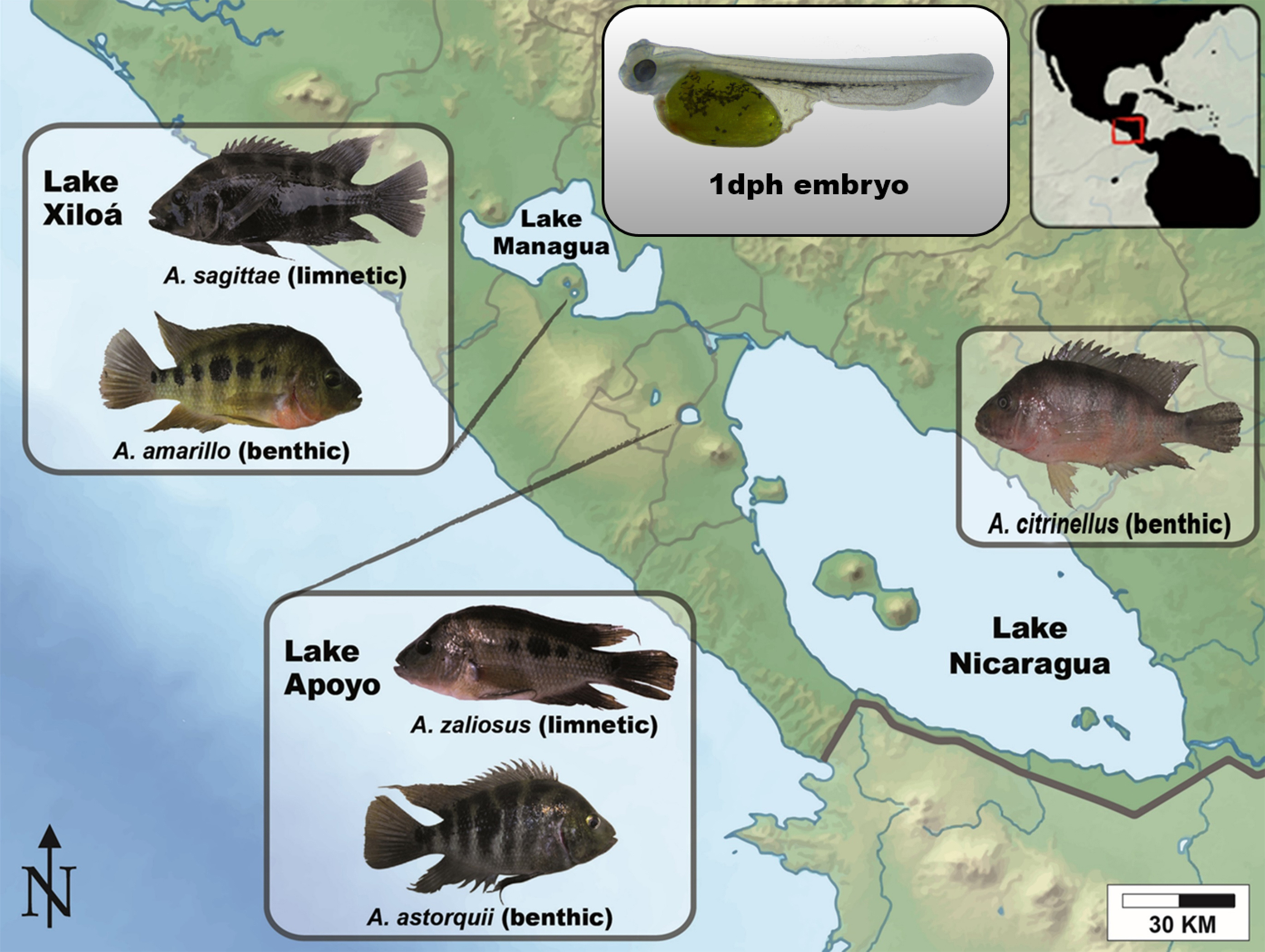 The Midas cichlid fish from the crater lakes of Nicaragua are one of the the best known examples for sympatric speciation. They evolved from a source population into a variety of independent species in less than 22,000 years.