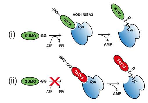 Rivalen im Immunsystem: Die beiden Ubiquitin-ähnlichen Modifikatoren FAT10 und SUMO konkurrieren um denselben Aktivator. Bild: Universität Konstanz