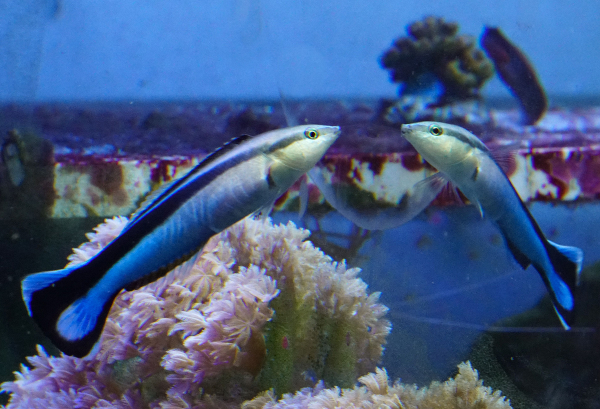 A cleaner wrasse interacts with its reflection in a mirror placed on the outside of the aquarium glass. Note that the mirror itself cannot be seen in this photo because the aquarium glass itself becomes reflective at the viewing angle of the camera, according to Snell’s law. This is not the case for the fish itself, which sees the aquarium glass as transparent because of its direct viewing angle. Copyright: Alex Jordan