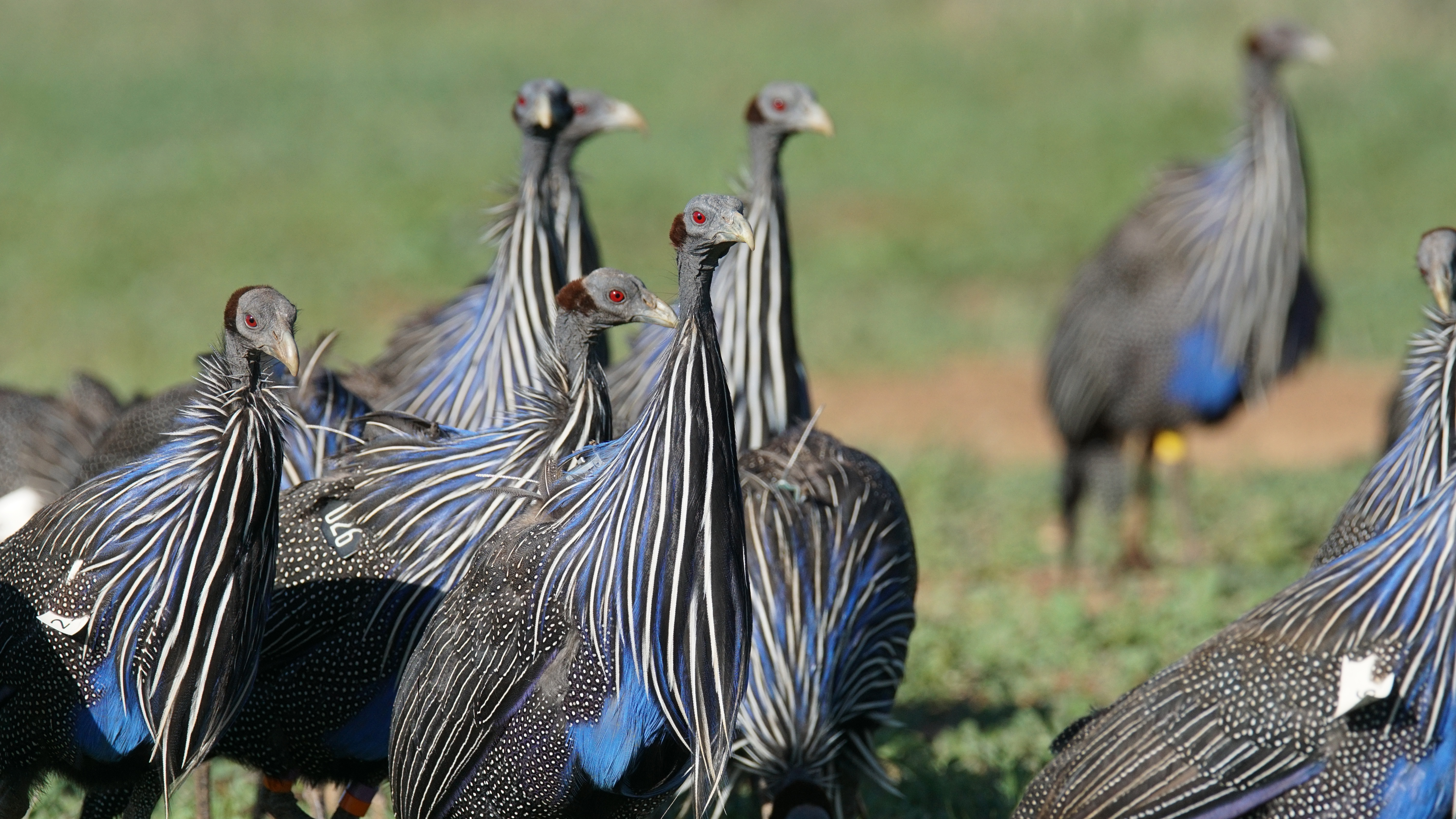 Vulturine guineafowl move in highly cohesive groups. This cohesion allows them to coordinate their actions as they move together through the landscape, and therefore maintain stable group membership over extensive periods of time. Image credit: James Klarevas 