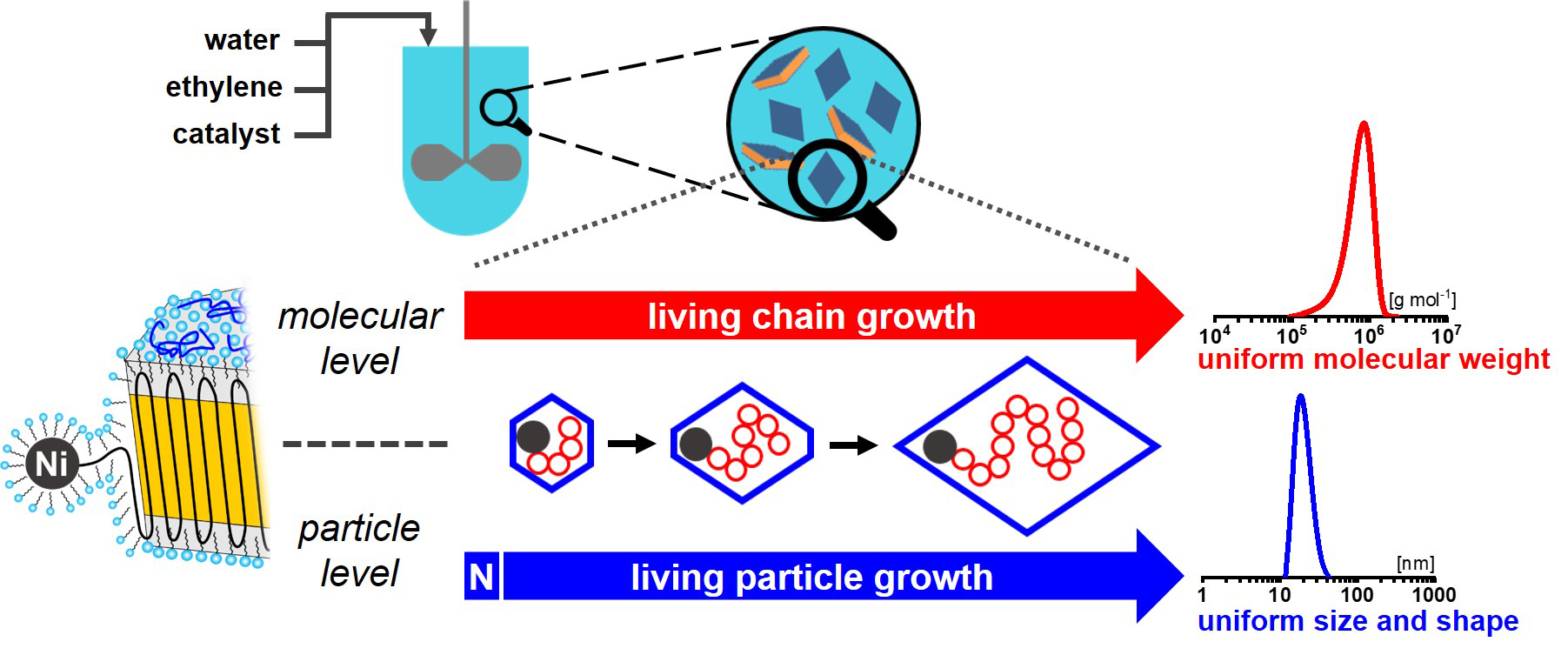 Concept to obtain uniform size and shape particles by controlled polymerization on a molecular as well as particle level. An effective nucleation (N) ensures that particles contain only one active site, and start to grow virtually at the same time. Due to the living character of polymerization, all particles continue to grow for the entire duration of the experiment, to yield particles each composed of a chain of identical length. As the growing chains are immediately deposited on the growing single-crystal particle during this process, particle shape evolves uniformly over time during polymerization. Copyright: Stefan Mecking and Manuel Schnitte