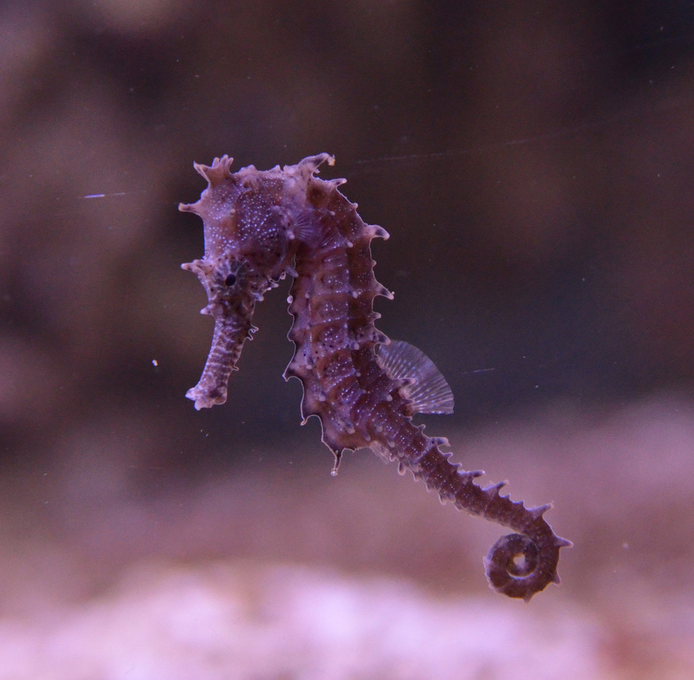 sessile to How speciate oceans across and seahorses world\'s disperse the managed
